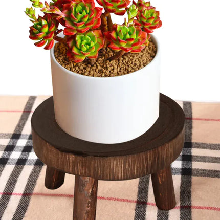 Solid Timber Botanical Display Stand