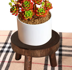 Solid Timber Botanical Display Stand